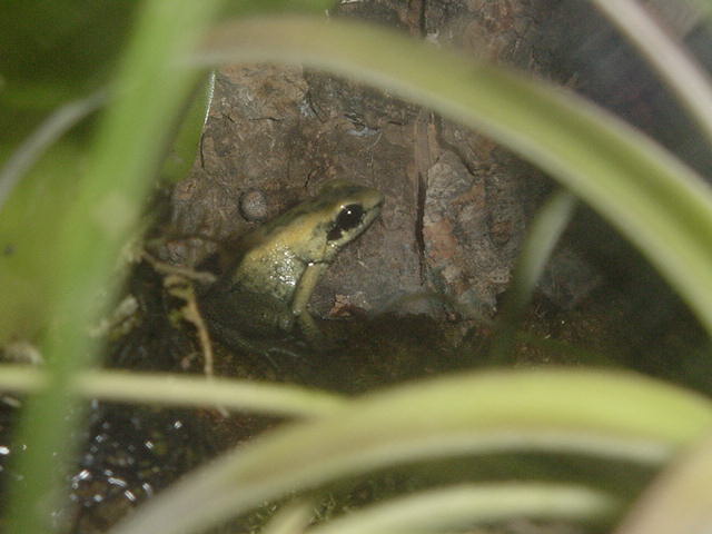 Phyllobates Mint Terribillis