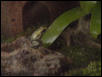 Mint on waterbowl