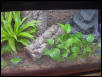 White's Tree Frog tank