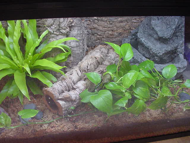 White's Tree Frog tank