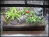 New White's tree frog tank