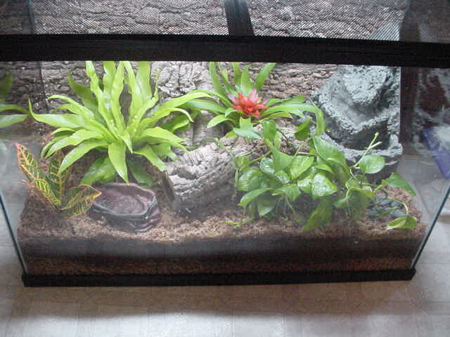 New White's tree frog tank
