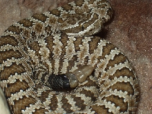 Young Prairie Rattlesnake