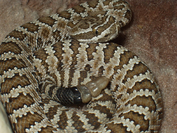 Young Prairie Rattlesnake