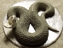 cottonmouth