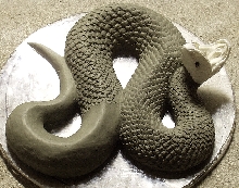 cottonmouth 2