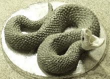 Cottonmouth....another pic