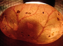 GB gopher snake egg