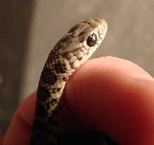 Baby Racer Head