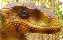 Velociraptor sculpture