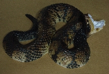 Painted Moccasin