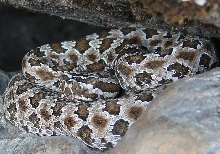 baby Rattler