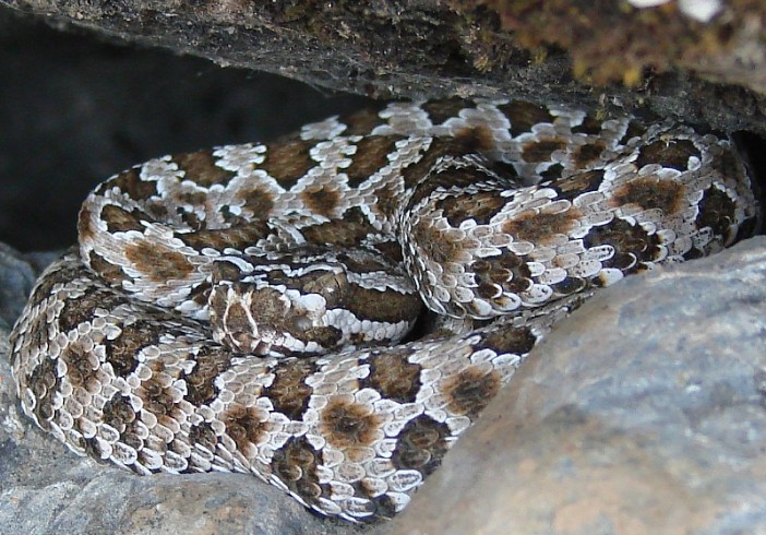baby Rattler