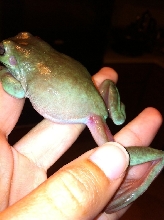 Possible Red Leg?