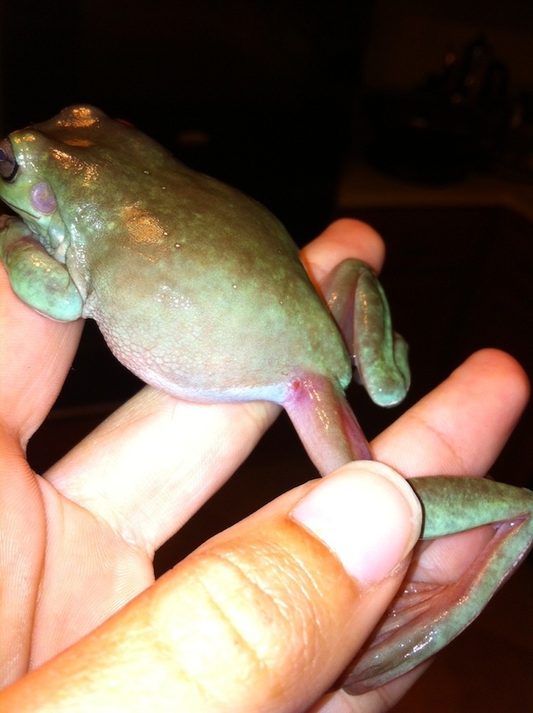 Possible Red Leg?