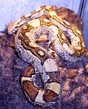 JunglePhaseBoa