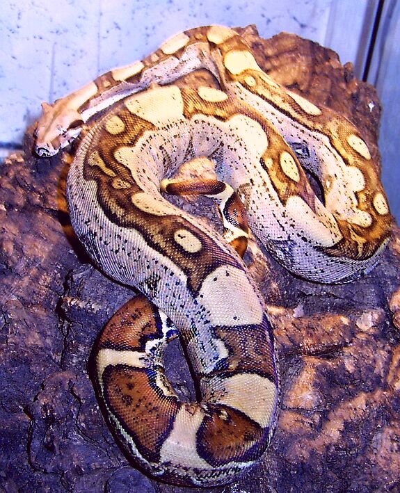 JunglePhaseBoa