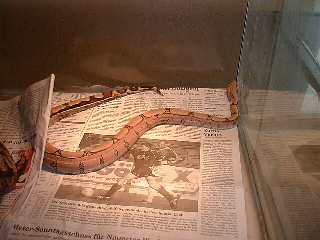 PASTEL BOA