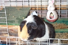 zoink27