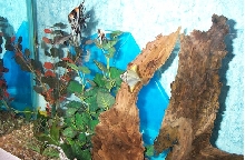 fish1
