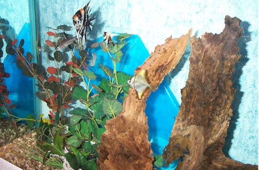 fish1