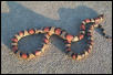 douglas county syspila