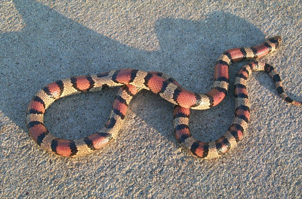 douglas county syspila