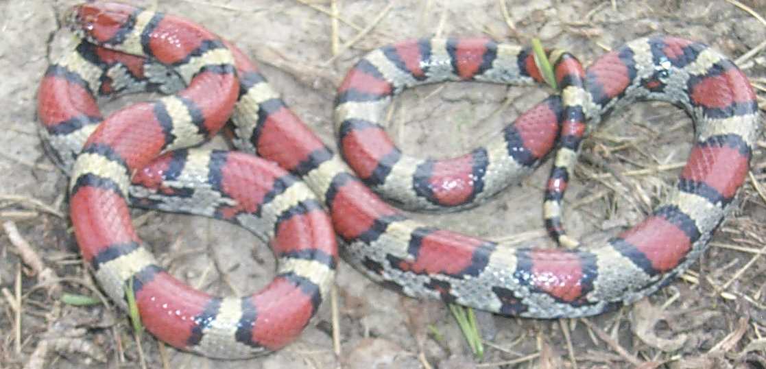 kc syspila