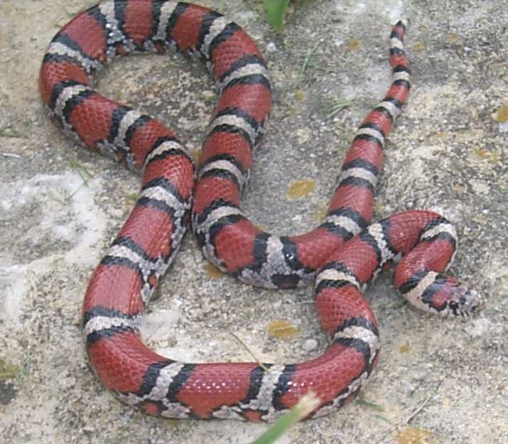 kc syspila