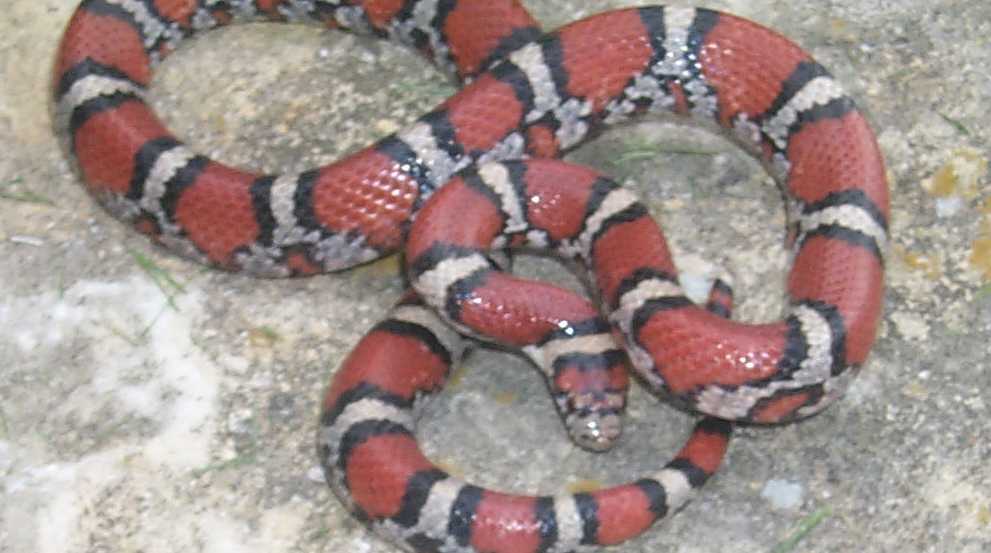 kc syspila