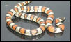 ks gentilis