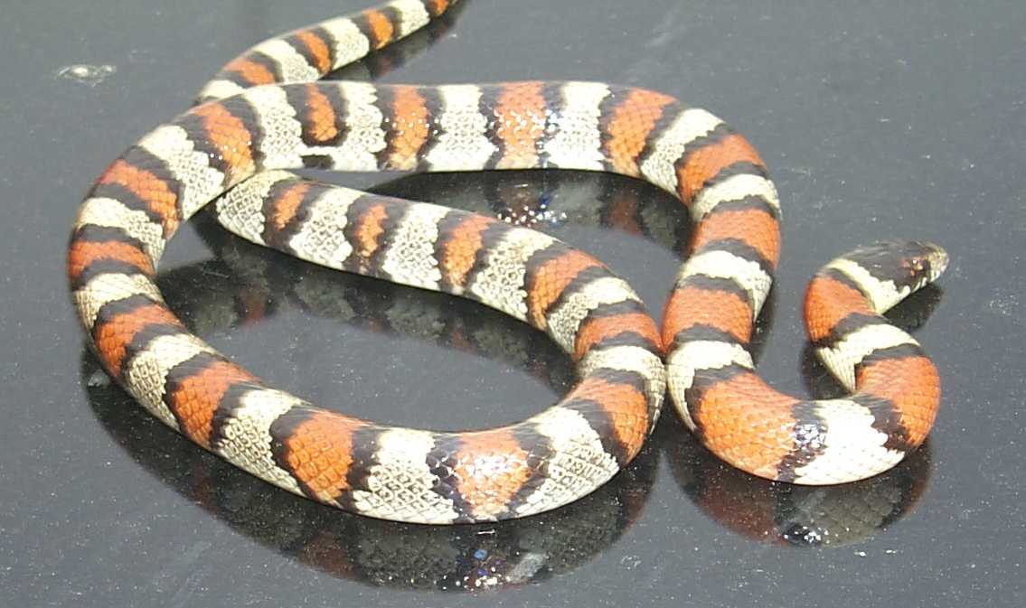 ks gentilis