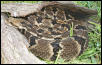 johnson county horidus