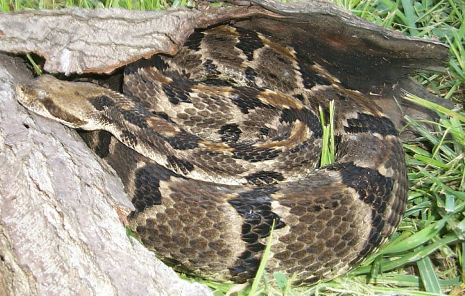 johnson county horidus