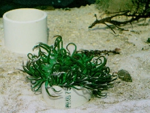 Saltwater - Austin Aquariums