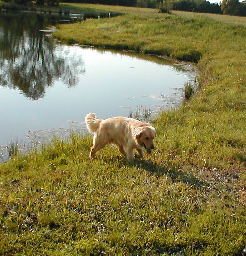 Chandler Pond