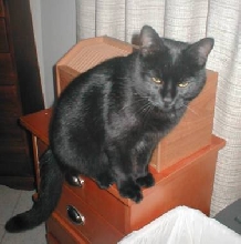 Felix 02/04