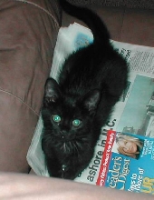Ready to pounce