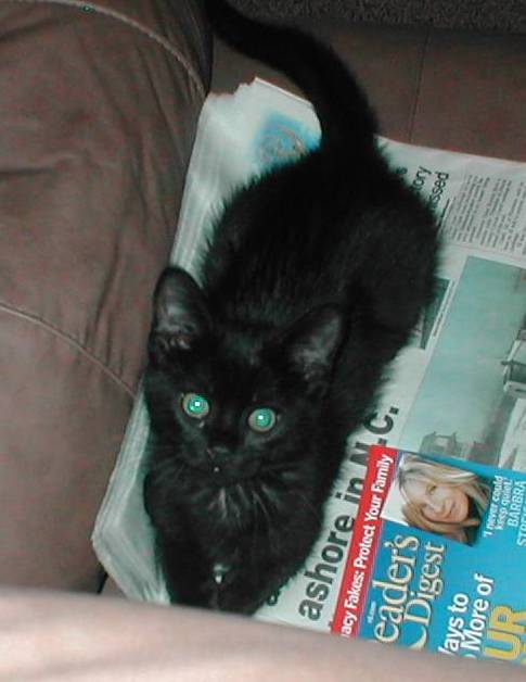 Ready to pounce