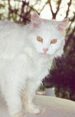 Snowball 1983-2001