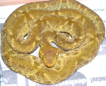 Bothrops colombiensis