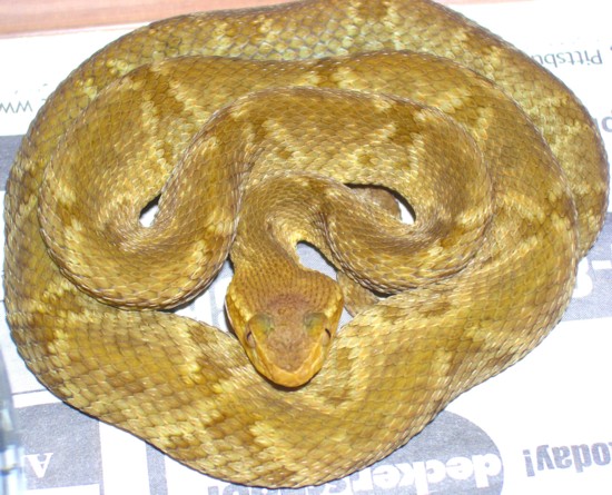 Bothrops colombiensis