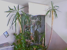 terrarium chameleo calyptratus