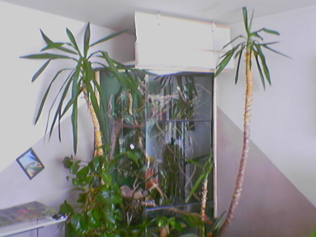 terrarium chameleo calyptratus