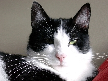 tomcat portrait