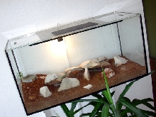 leopard geckos enclosure