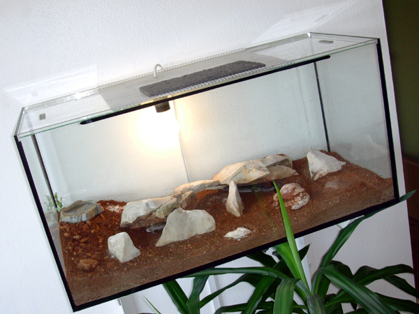 leopard geckos enclosure