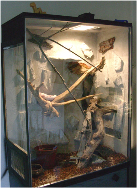 corn snakes terrarium 2