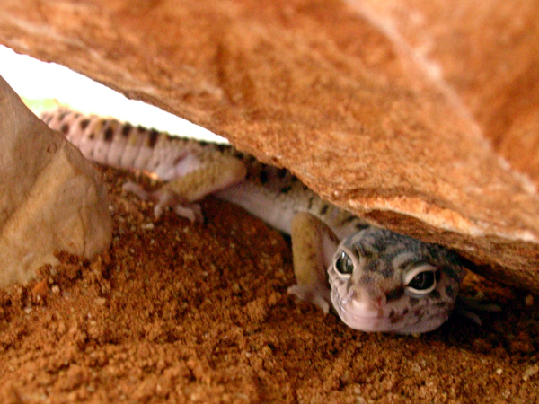 male subadult leopard
