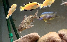 small cichlids lake malawi